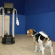 Image for article titled Dogs basically don't care if you are a robot or a human